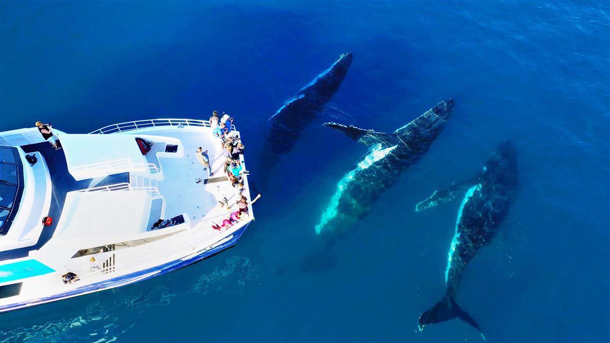 Half Day Whale Watching Encounter Instant Booking - Tasman Venture QLD
