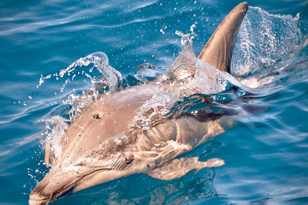 Swim with Wild Dolphins Glenelg SA