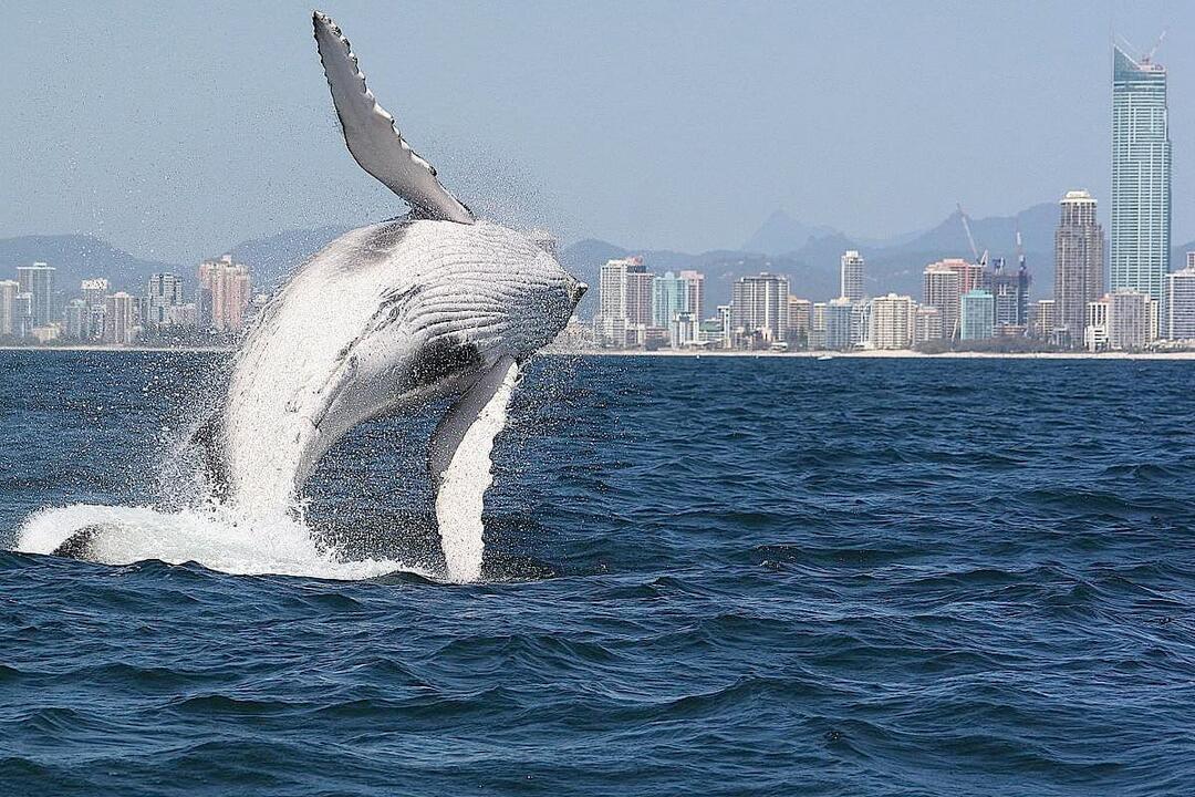 Whales in Paradise Family Pass Surfers Paradise QLD