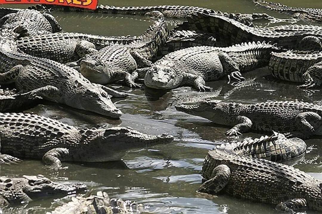 Self Drive Admission Cairns QLD