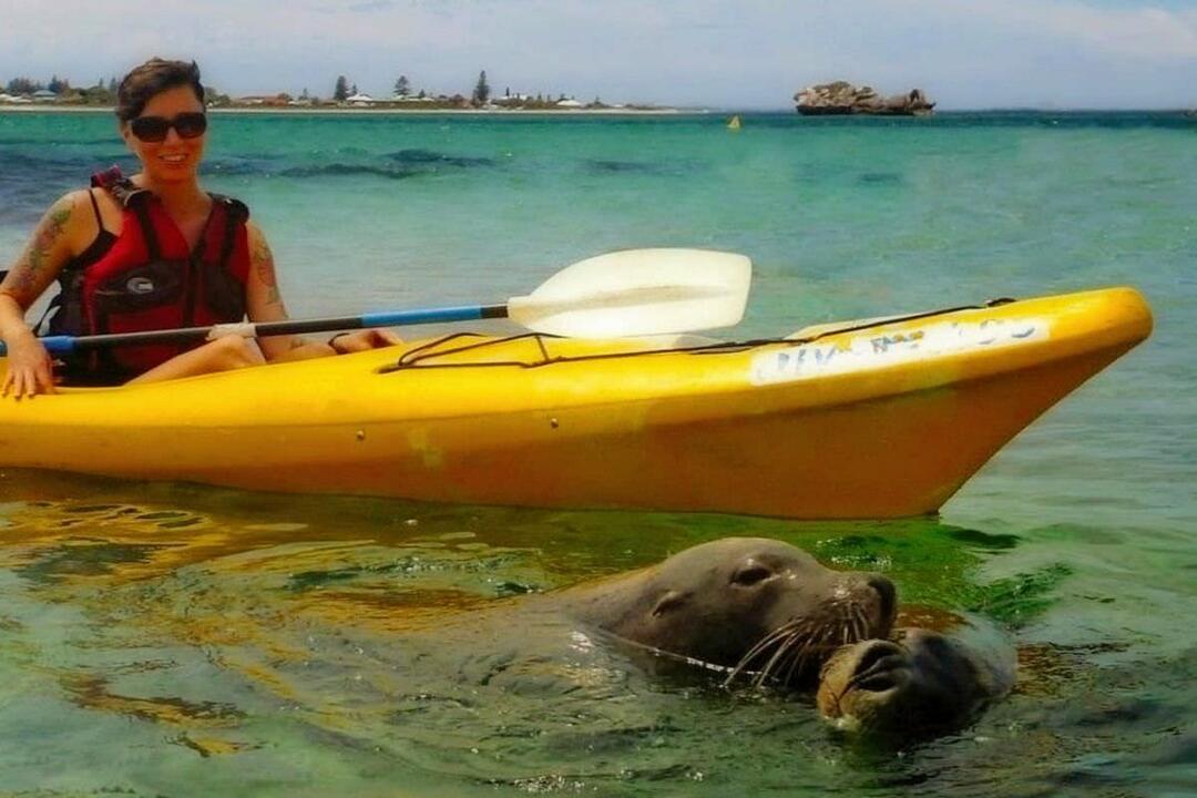 Seal and Penguin Islands Sea Kayak Day Tour Perth WA