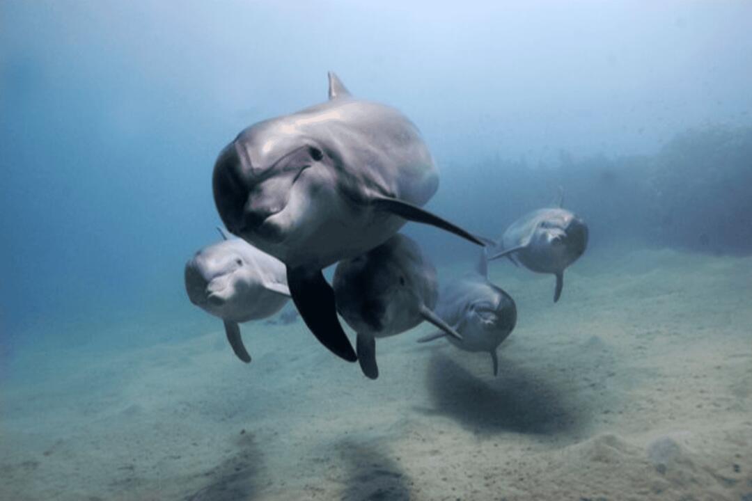 Swim with Dolphins, Adult Sorrento VIC