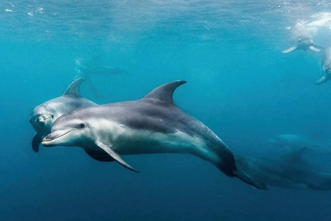 3-hour Dolphin and Seal Sightsee Sorrento VIC