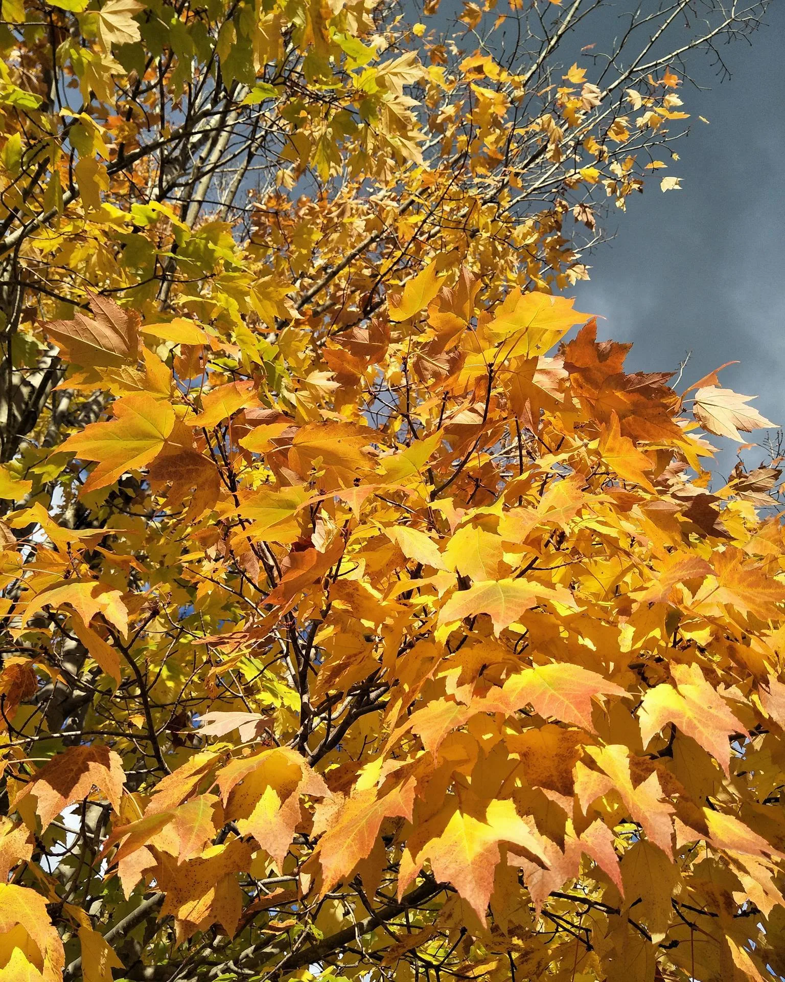 Autumn in Bright, Victoria
