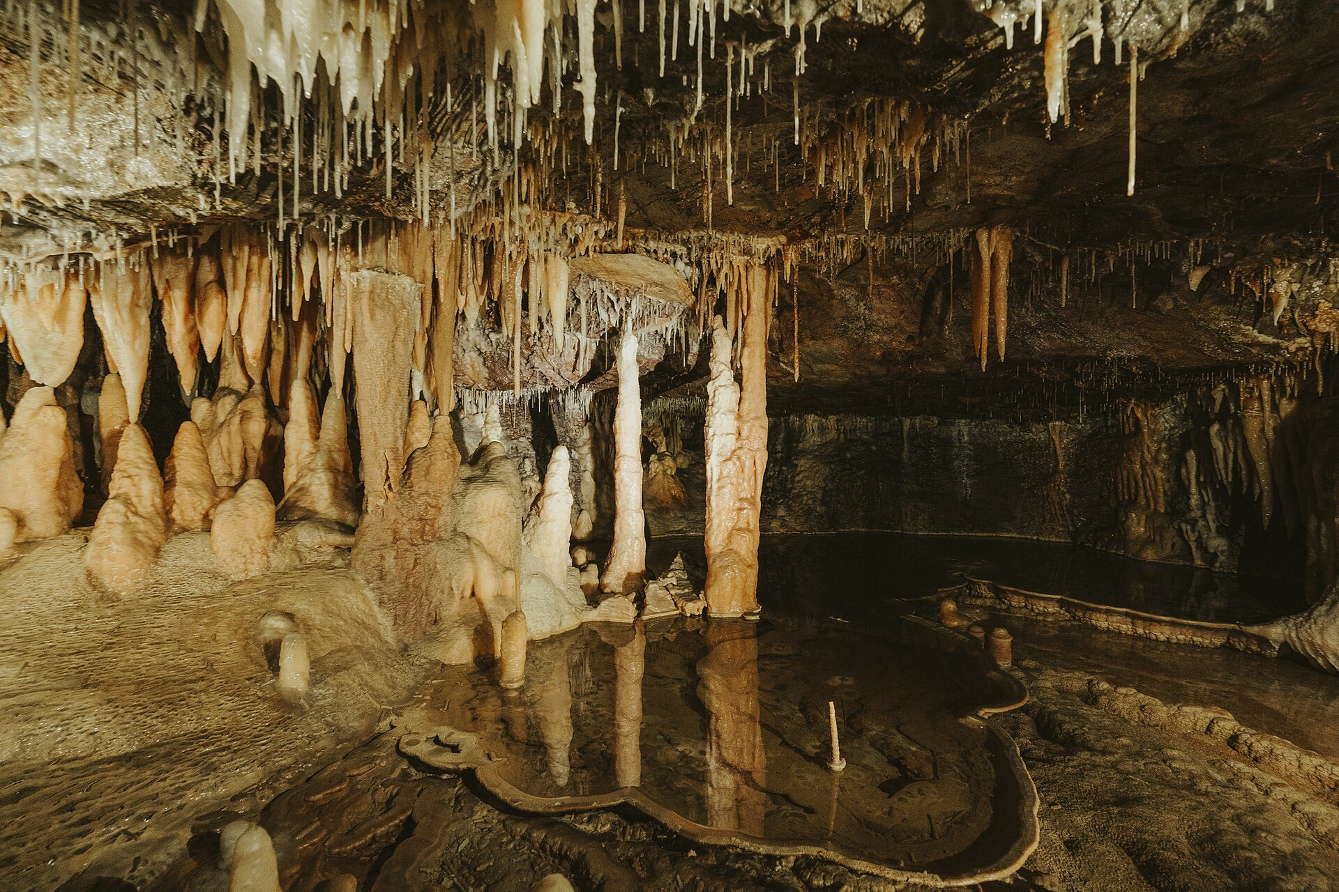 Buchan Caves are formed in 380 million year old limestone that was laid down when the area was covered by a shallow sea. Fossilised sea creatures are visible embedded in the walls of the caves. The caves include almost four kilometers of underground passages and chambers leading to six entrances. Local wildlife includes lyrebirds, boobook owls, king parrots and brush-tailed possums. The district was set aside as a stock reserve in 1887 and the caves were opened for visitors in 1907.
