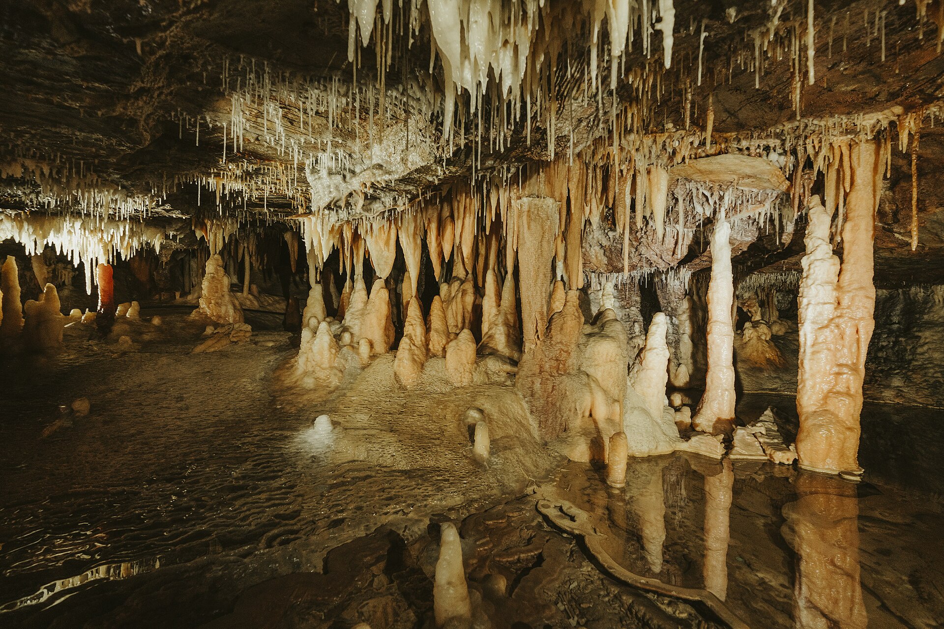 Buchan Caves are formed in 380 million year old limestone that was laid down when the area was covered by a shallow sea. Fossilised sea creatures are visible embedded in the walls of the caves. The caves include almost four kilometres of underground passages and chambers leading to six entrances. Local wildlife includes lyrebirds, boobook owls, king parrots and brush-tailed possums. The district was set aside as a stock reserve in 1887 and the caves were opened for visitors in 1907.