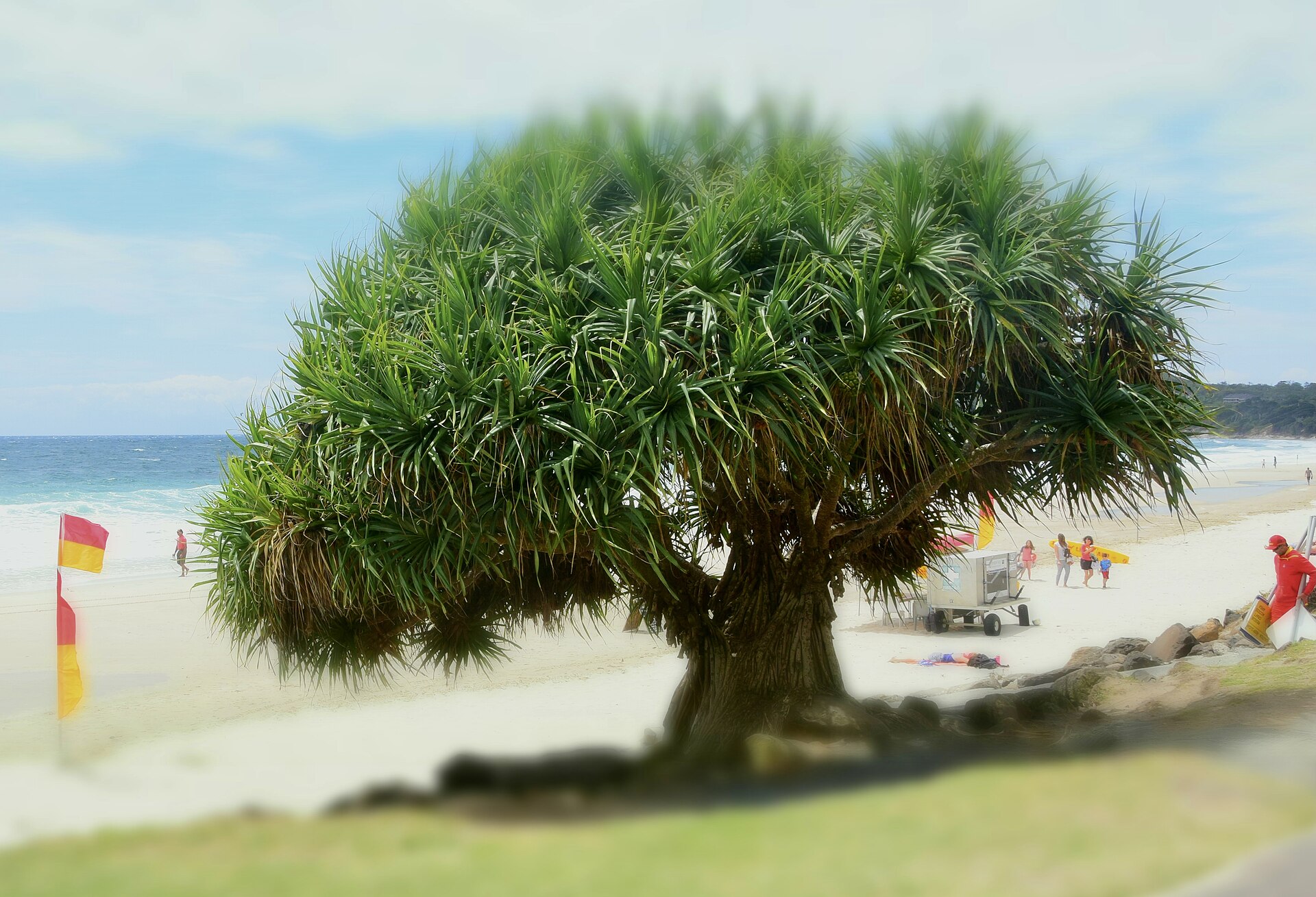 Main Beach in Byron Bay is the central beach in the beachtown of Byron Bay in the state of New South Wales, Australia.
