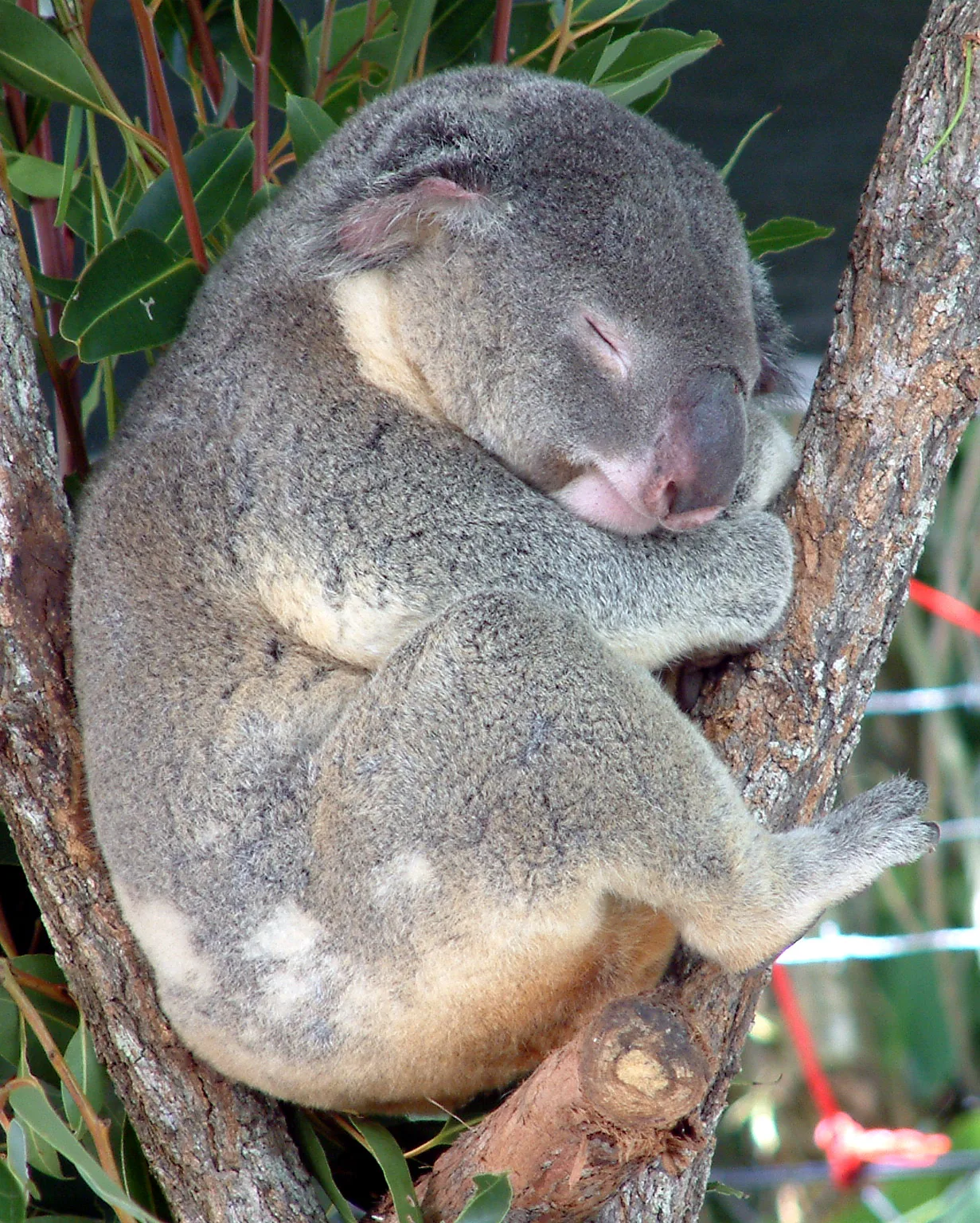 Koala (Phascolarctos cinereus) in a park at Cairns (Australia).