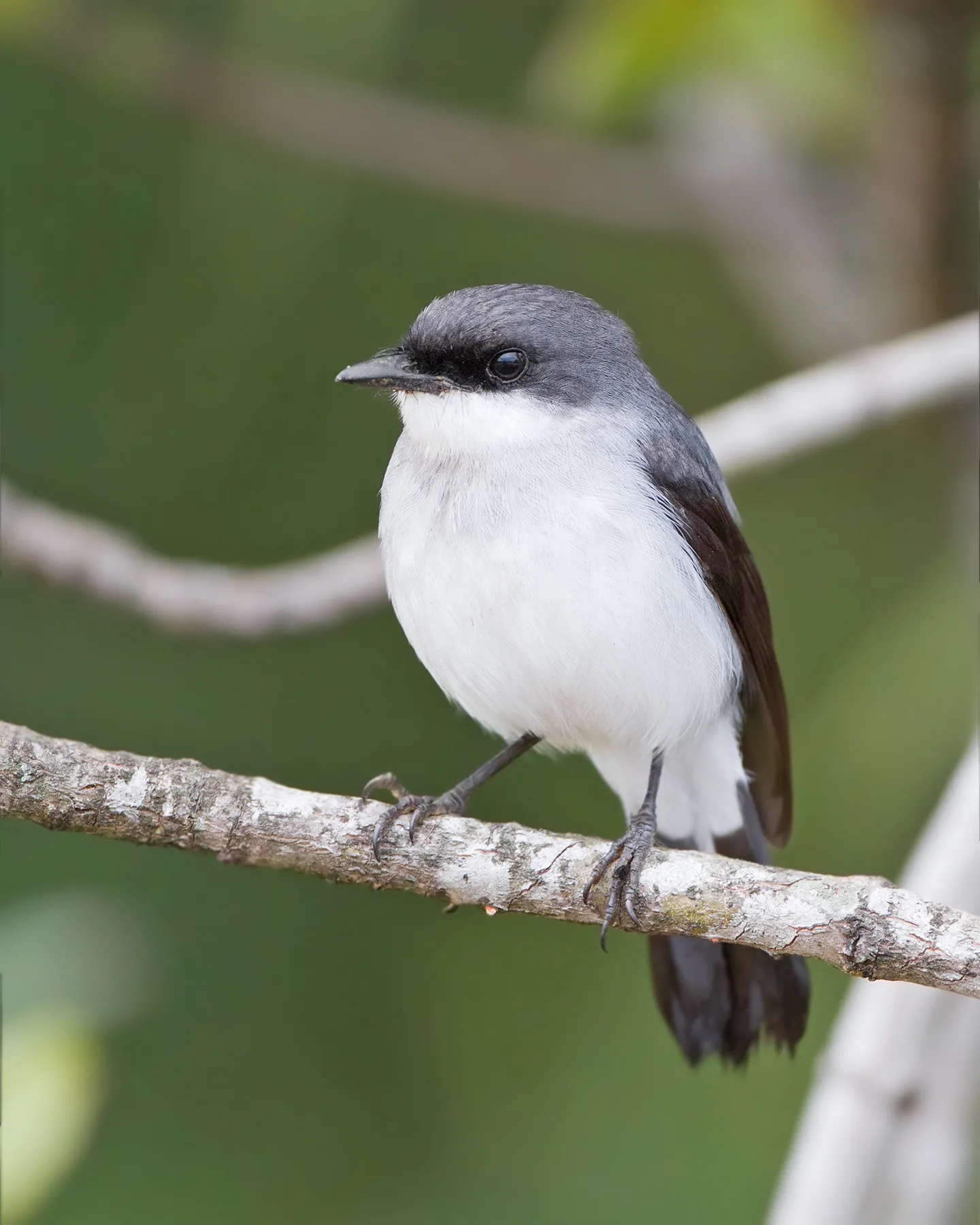 Mangrove Robin (Peneoenanthe pulverulenta), Cairns Esplanade, Cairns, Queensland, Australia