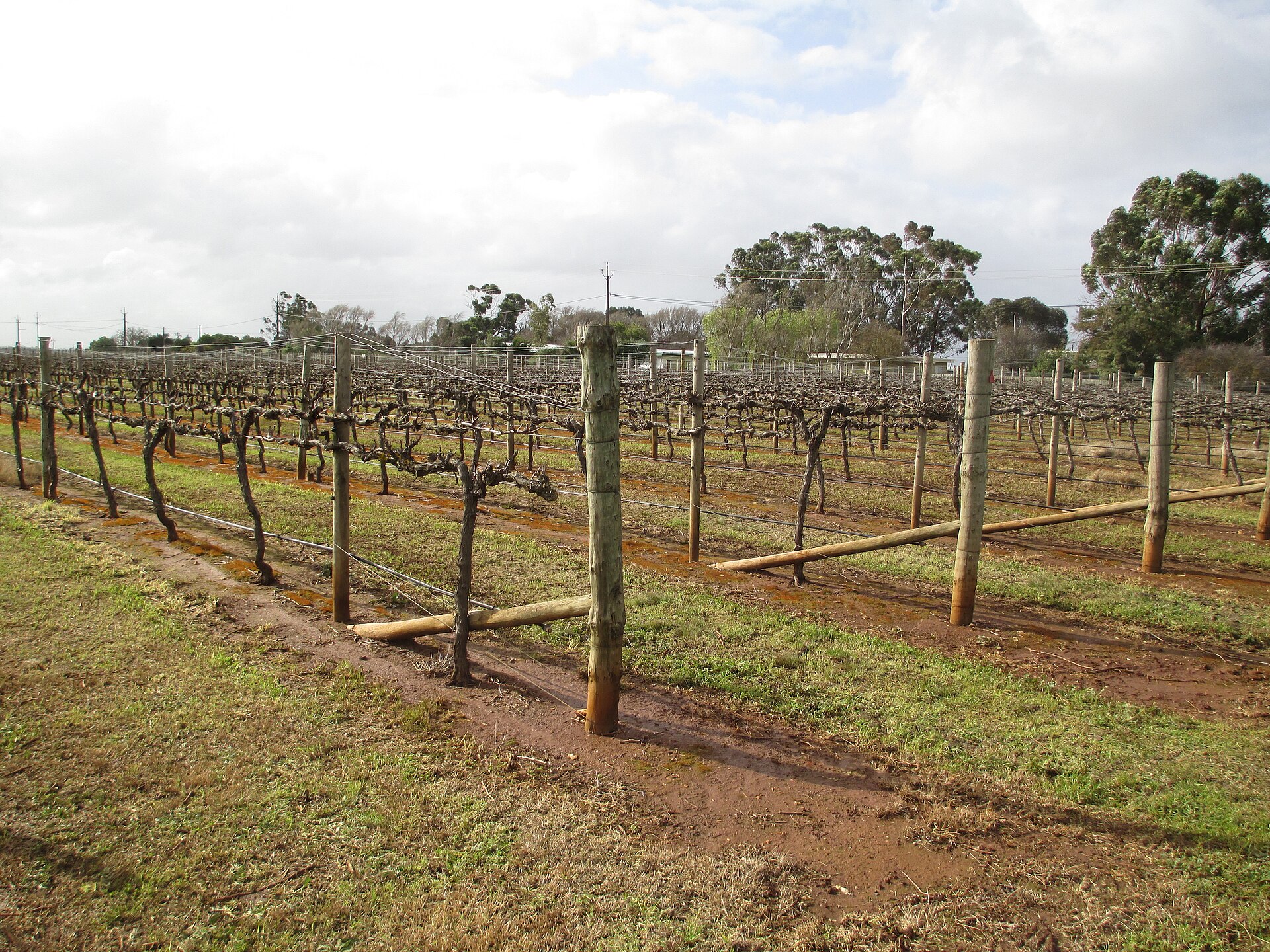 Coonawarra Wine Region