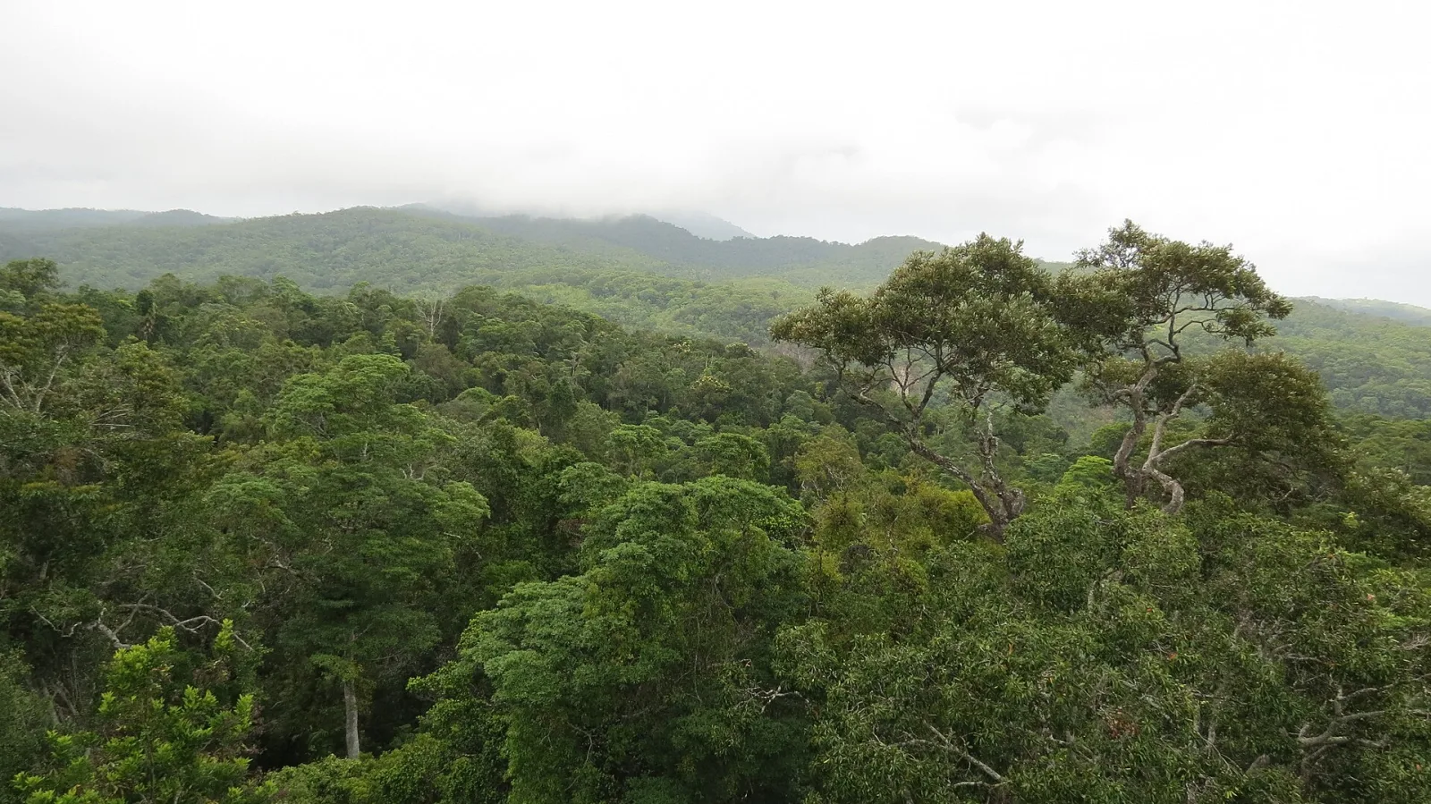 Daintree Rainforest, Queensland, Australia
