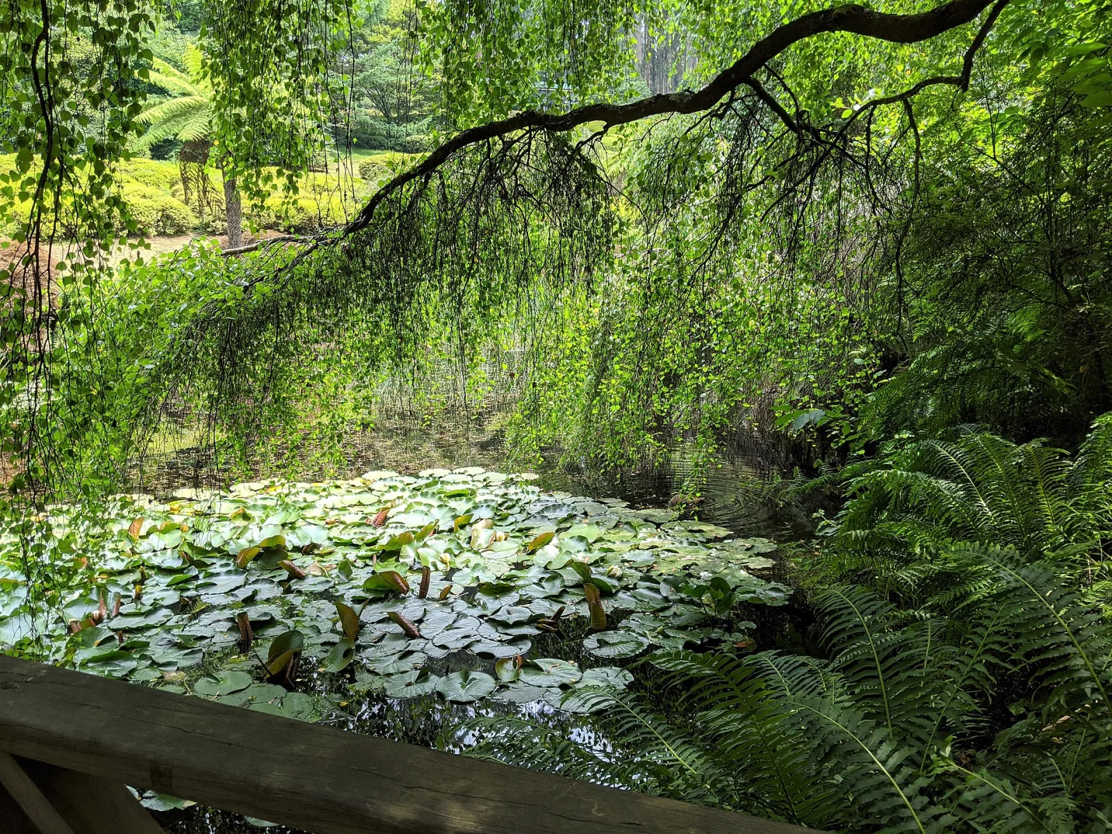 lake at Dandenong Ranges Botanic Garden
