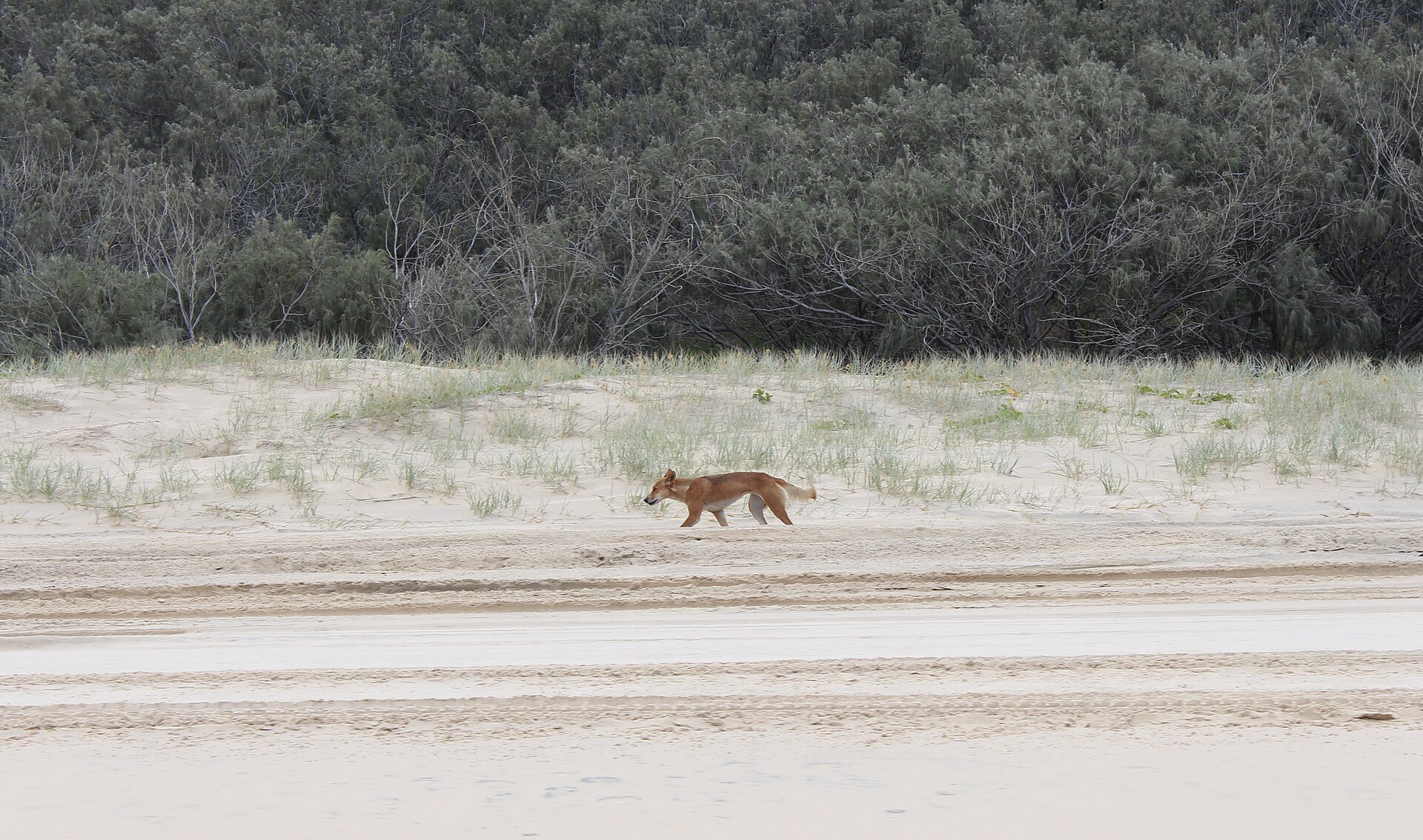 A lone dingo heading south along the eastern shore of K'gari (Fraser Island), Great Sandy National Park, Qld