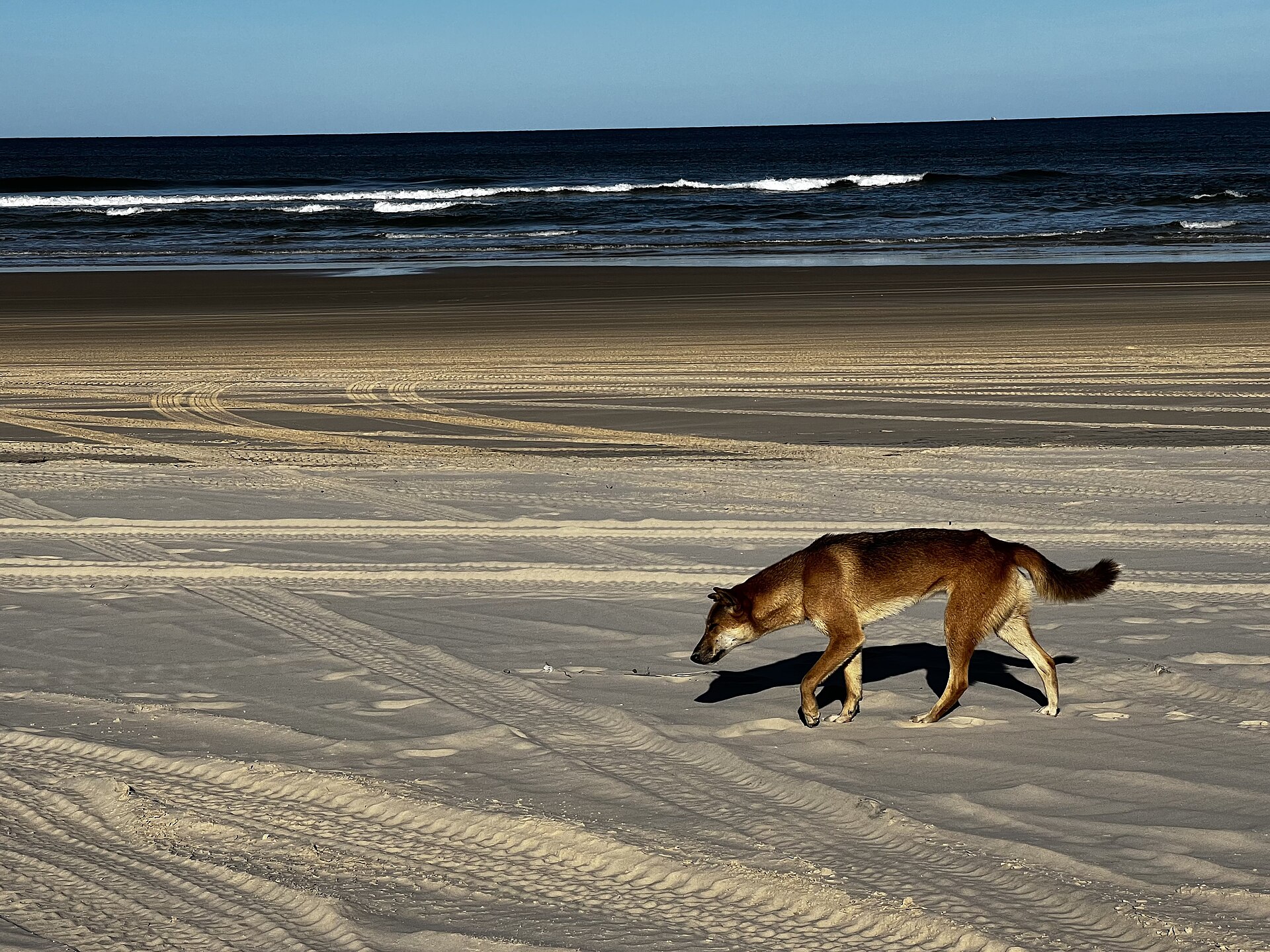 The dingo is a wild life found at Fraser Island in Australia. It is an ancient lineage of dog and they are protected on national parks.