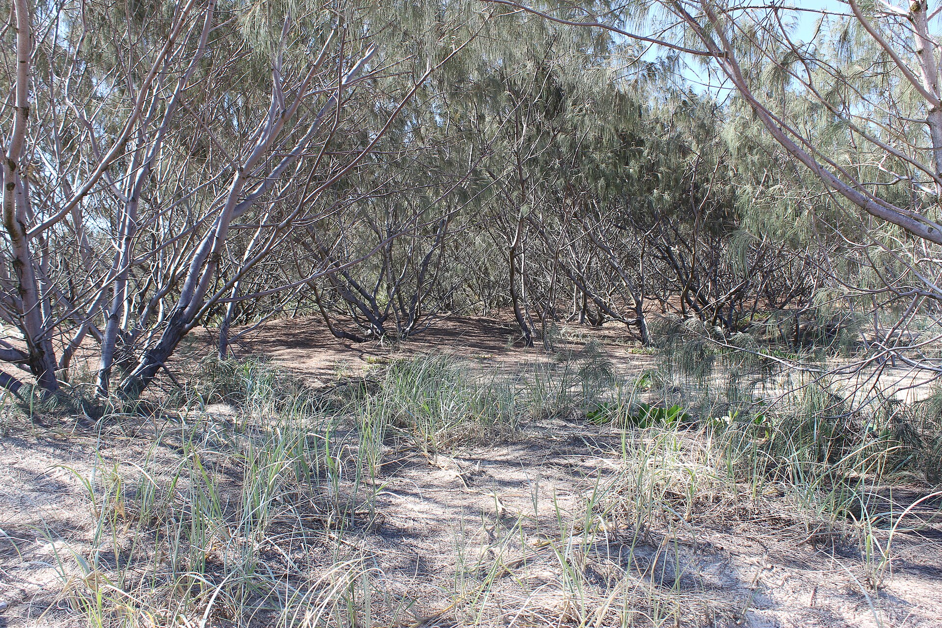 A rich variety of vegetation help protect K'gari (Fraser Island) dunes from erosion, Great Sandy National Park, Qld.