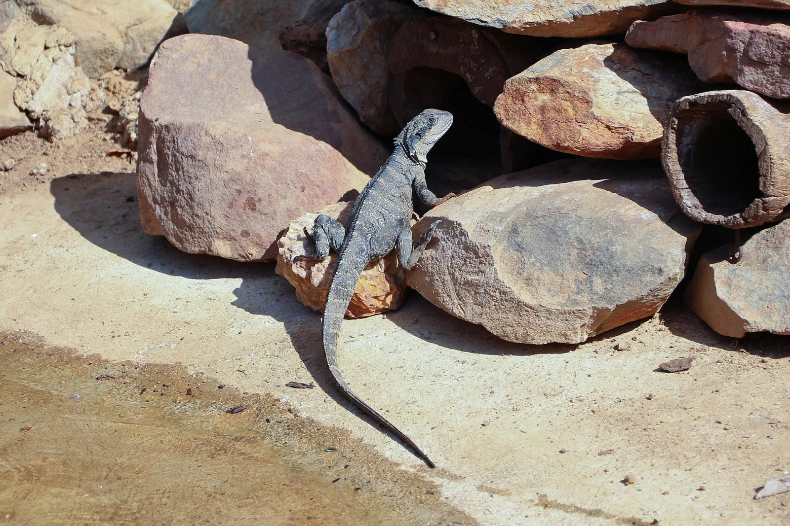 Australian water dragon (Intellagama lesueurii), Kangaroo Island Wildlife Park, Australia