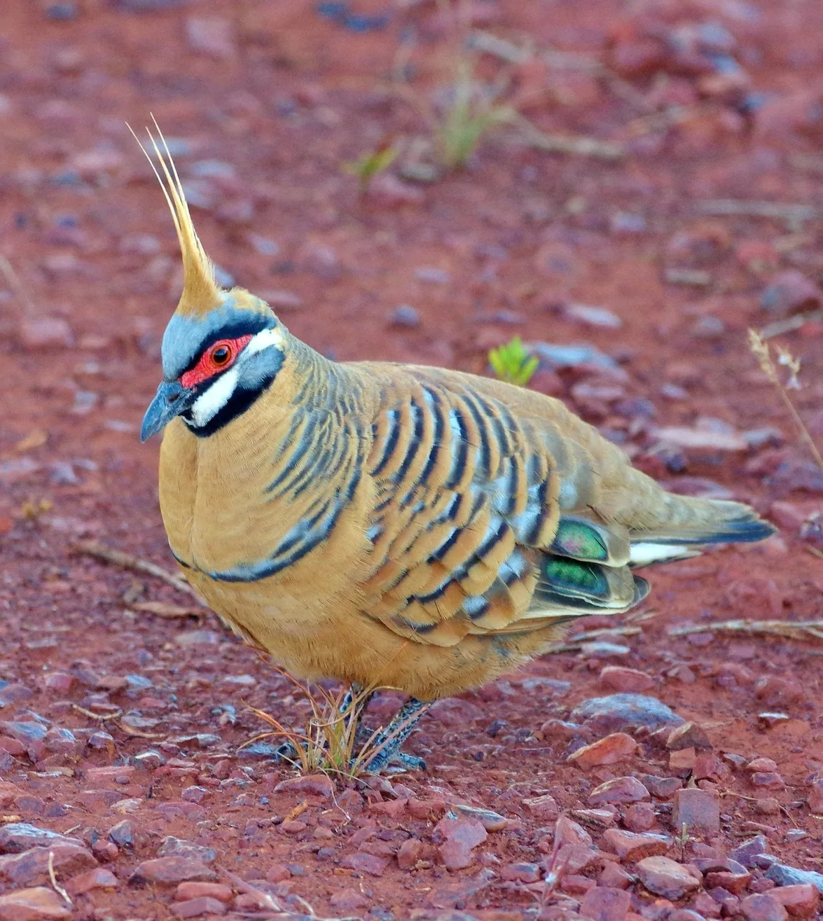 Karijini National Park