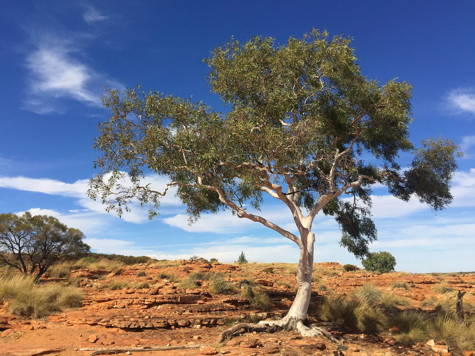 Ghost Gum at Kings Canyon, Watarrka National Park