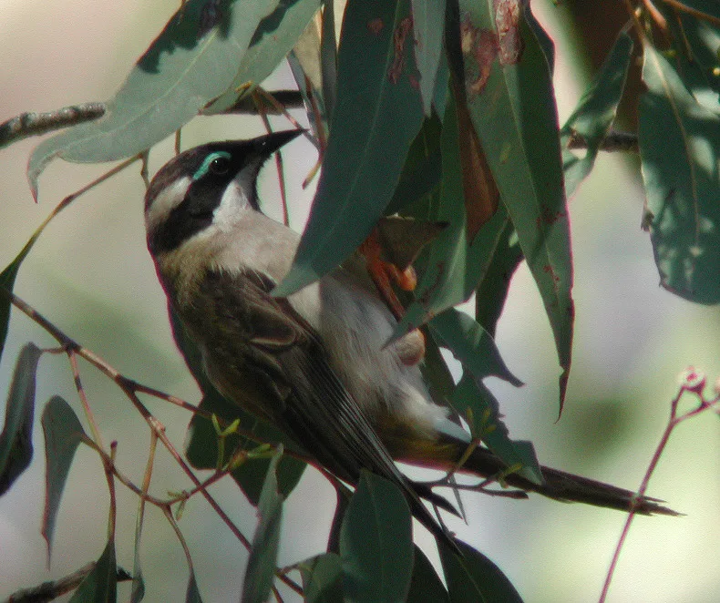 Kurwongbah