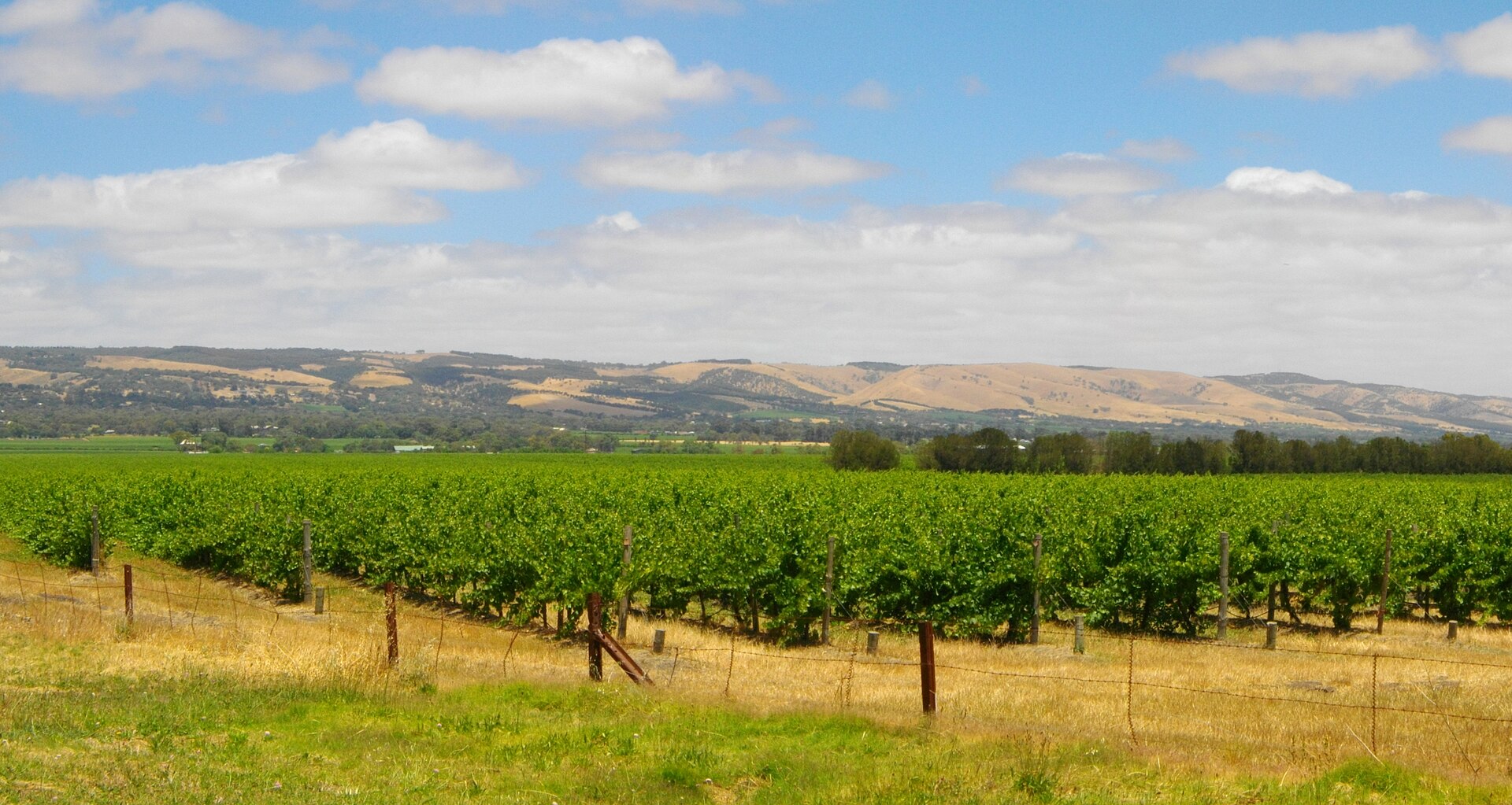 Mclaren Vale