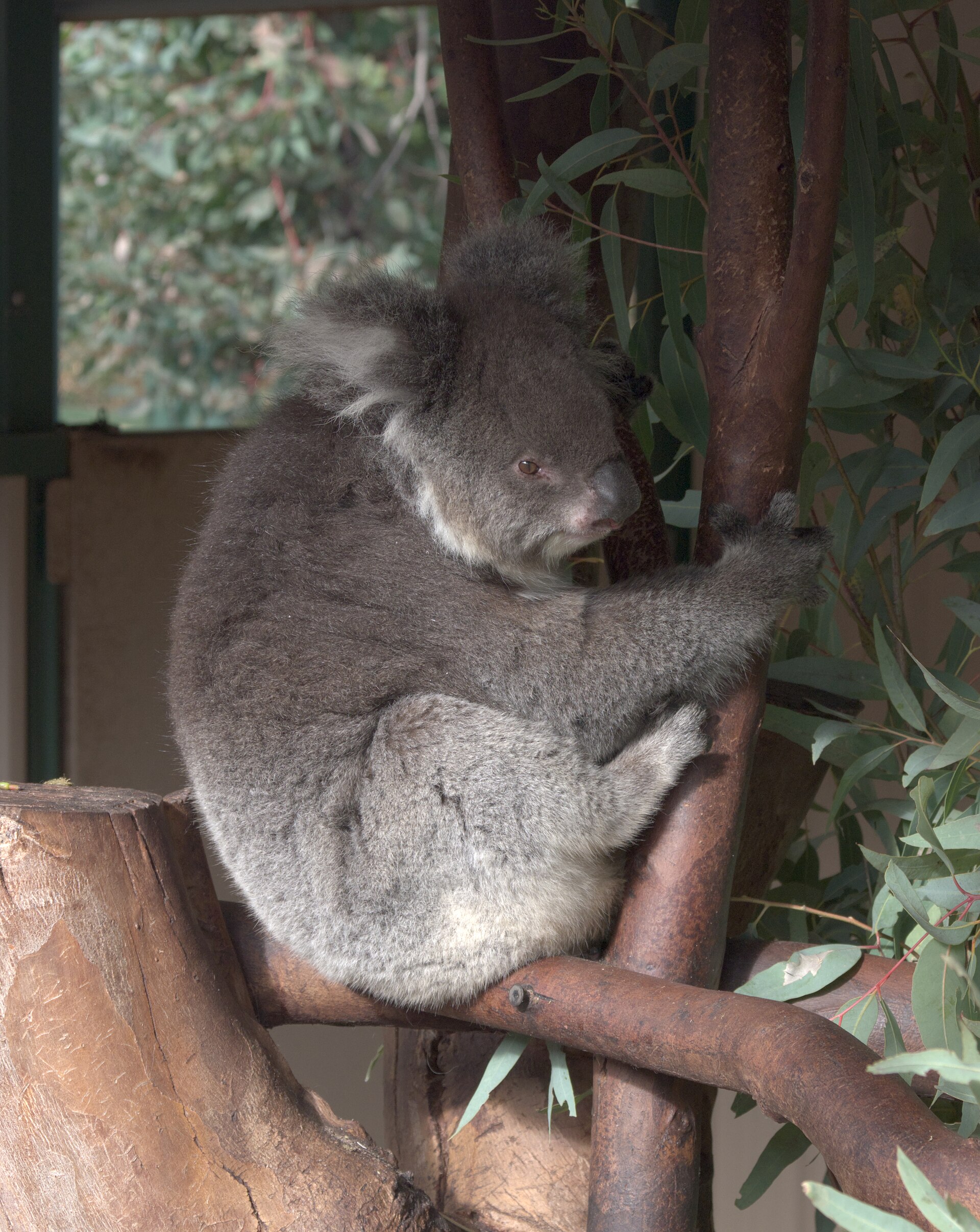 Koala (Phascolarctos cinereus). The photo was taken in Caversham Wildlife Park (Perth, Western Australia).