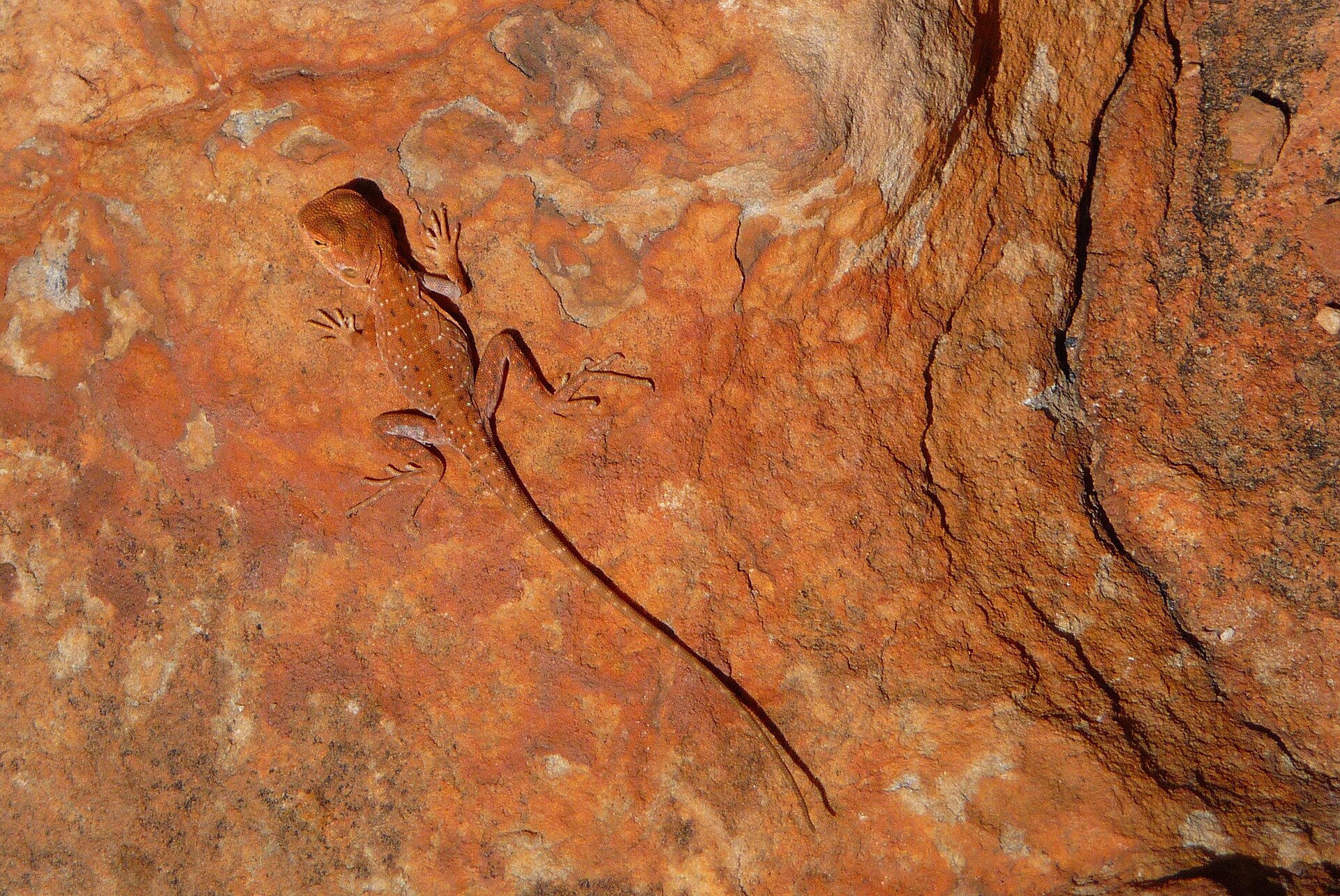 Watarrka National Park